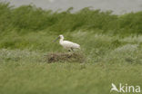 Eurasian Spoonbill (Platalea leucorodia)