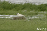 Eurasian Spoonbill (Platalea leucorodia)