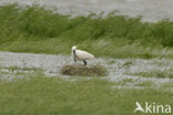 Eurasian Spoonbill (Platalea leucorodia)