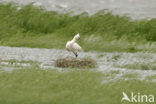 Eurasian Spoonbill (Platalea leucorodia)