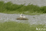 Eurasian Spoonbill (Platalea leucorodia)