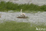 Eurasian Spoonbill (Platalea leucorodia)