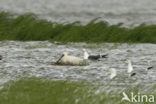 Eurasian Spoonbill (Platalea leucorodia)