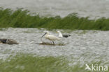 Eurasian Spoonbill (Platalea leucorodia)