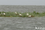 Lepelaar (Platalea leucorodia)