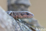 Viviparous Lizard (Zootoca vivipara)