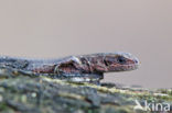 Viviparous Lizard (Zootoca vivipara)