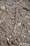Limodorum abortivum var. rubrum