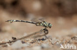 Lindenia tetraphylla