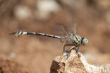 Lindenia tetraphylla