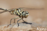 Lindenia tetraphylla