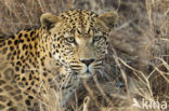 Leopard (Panthera pardus) 