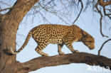 Leopard (Panthera pardus) 
