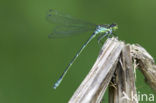 Irish Damselfly (Coenagrion lunulatum)