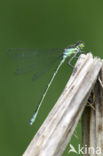 Irish Damselfly (Coenagrion lunulatum)