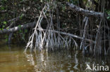 Mangrove