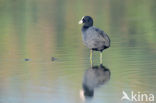 Meerkoet (Fulica atra)