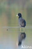 Meerkoet (Fulica atra)