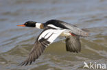 Red-brested Merganser (Mergus serrator)