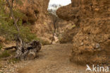 Namib Naukluft national park