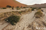 Namib naukluft national park