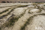 Namib naukluft national park