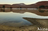 Namib naukluft national park