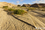 Namib naukluft national park