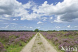 Nationaal Park De Hoge Veluwe