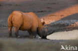rhinoceros (Rhinoceros spec) 