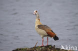 Egyptian Goose (Alopochen aegyptiaca)