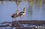 Egyptian Goose (Alopochen aegyptiaca)