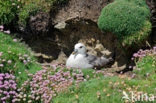 Noordse Stormvogel (Fulmarus glacialis)