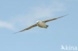 Noordse Stormvogel (Fulmarus glacialis)