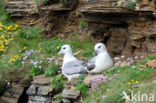 Noordse Stormvogel (Fulmarus glacialis)