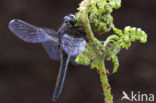 Northern White-faced darter (Leucorrhinia rubicunda)