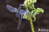 Northern White-faced darter (Leucorrhinia rubicunda)