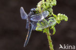 Northern White-faced darter (Leucorrhinia rubicunda)