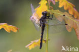 Northern White-faced darter (Leucorrhinia rubicunda)