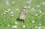 Rock Pipit (Anthus petrosus)
