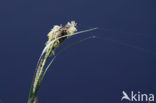 Oeverzegge (Carex riparia)