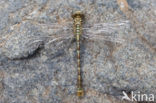 Onychogomphus forcipatus albotibialis