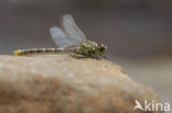 Onychogomphus forcipatus albotibialis