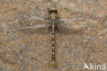 Onychogomphus forcipatus albotibialis