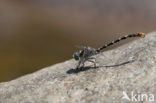 Onychogomphus forcipatus albotibialis