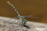 Onychogomphus forcipatus albotibialis