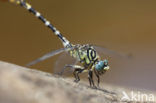 Onychogomphus forcipatus albotibialis