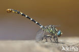 Onychogomphus forcipatus albotibialis