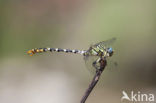 Onychogomphus forcipatus albotibialis