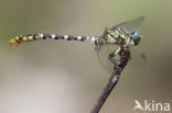 Onychogomphus forcipatus albotibialis